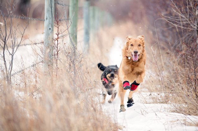 Dogs running in winter