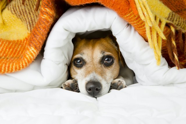 Are Weighted Blankets Good for Dogs with Anxiety? Experts Answer