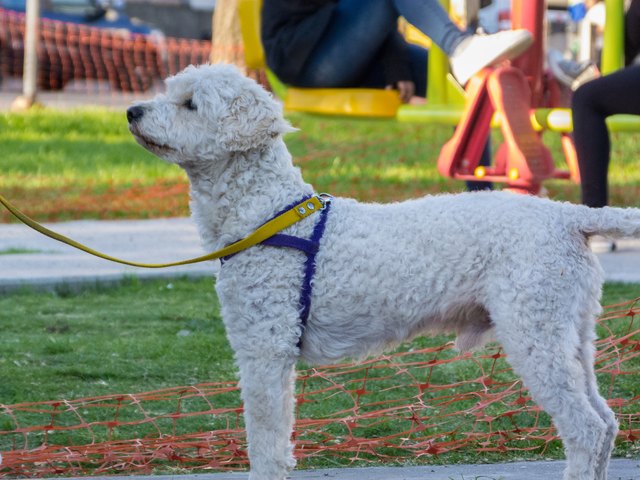 poodle