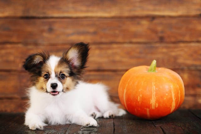 little puppy with pumpkin