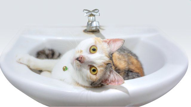 Close up cute calico parti-colour thai cat sitting on a bathroom sink with yellow eyes looking at the camera with suspicion.