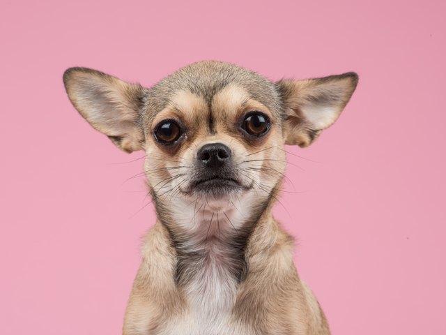 Close-Up Portrait Of Chihuahua Against Pink Background