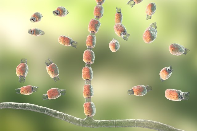 Coccidioidomycosis fungus, illustration
