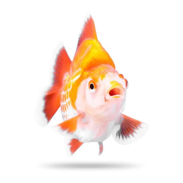 Choosing a name that fits your pet fish's personality doesn't have to be hard when you have over 500 ideas to choose from