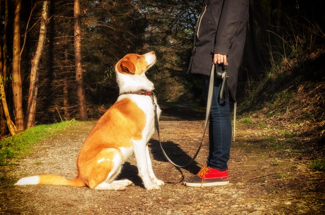obedient dog sitting at owner's feet in forest