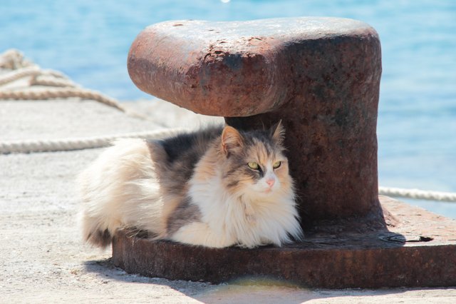 Marine landscape with cat