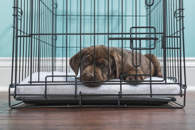 Cover dog shop crate with blanket