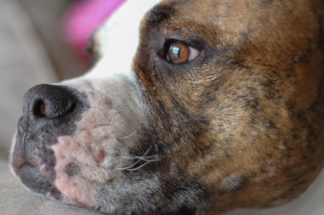 cute pit bull