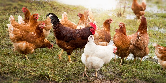 chicken hen
