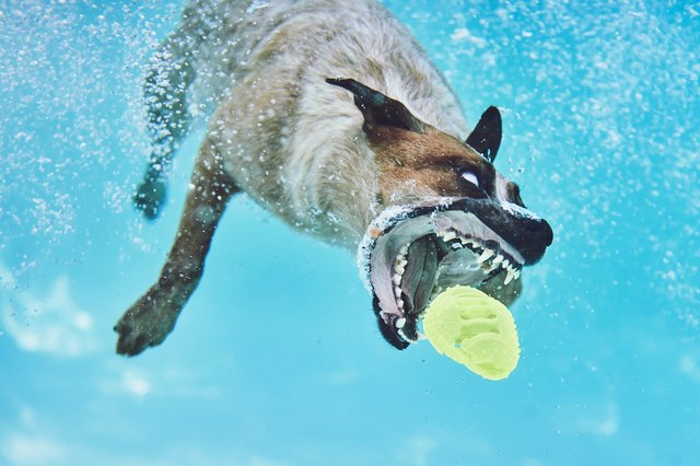 Dog diving for toy underwater