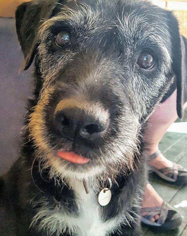 Portrait of black dog with gray hair.