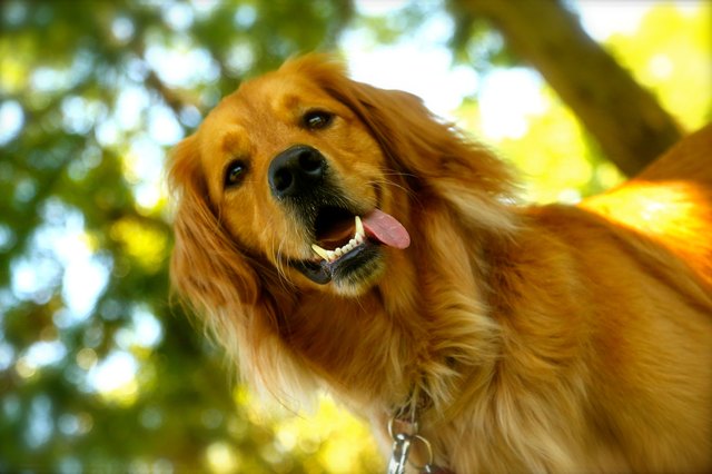 golden retriever