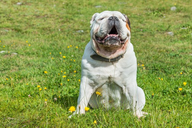 White english bulldog sitting in a green meadow