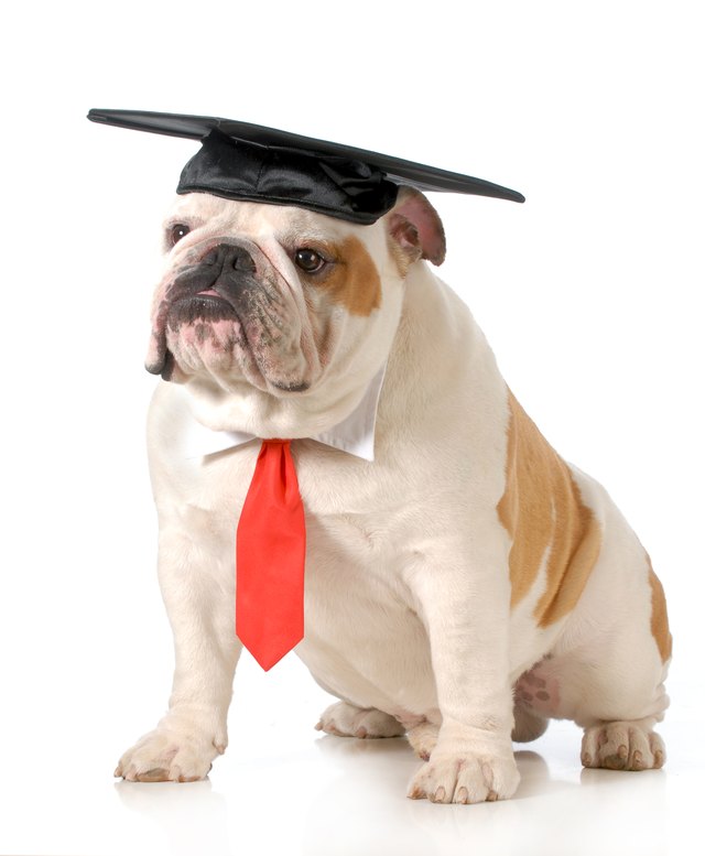 Pet graduation with cap and tie