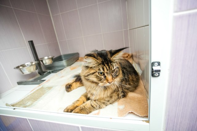 Cat laying in the glassify cage