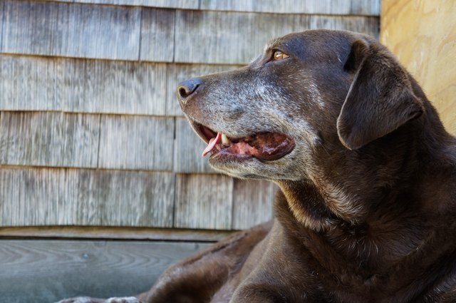 What Causes Older Dogs To Lose Bowel Control