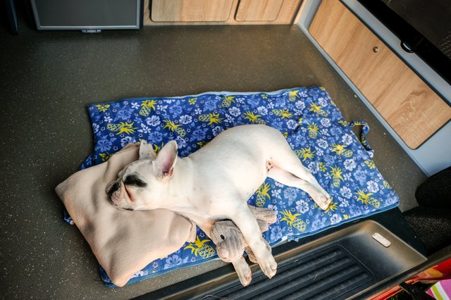 French Bulldog puppy sleeping inside a camper van , England