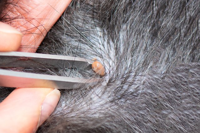 Removing a tick from a dog with fur