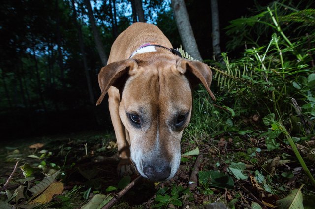 Pitbull dog in wilderness