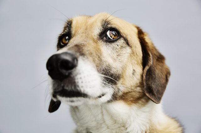 nervous dog in front of gray background