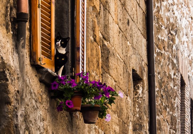 Low Angle View Of Cats By Flowers On Window