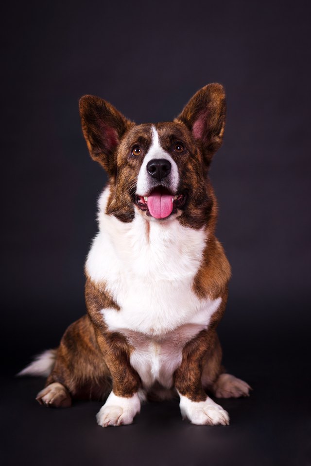 Welsh Corgi Cardigan