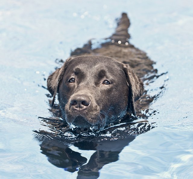 Chocolate Labrador Swimming