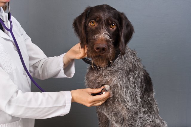 the dog on the examination in the veterinary clinic