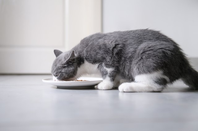 British short-hair cat is eating