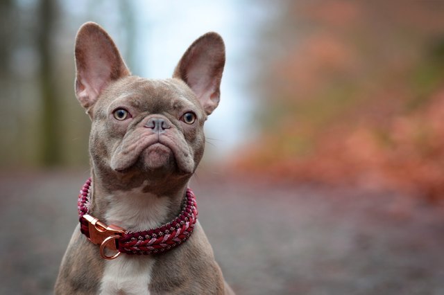 Beautiful rare colored lilac brindle female French Bulldog dog with light amber eyes and paracord collar
