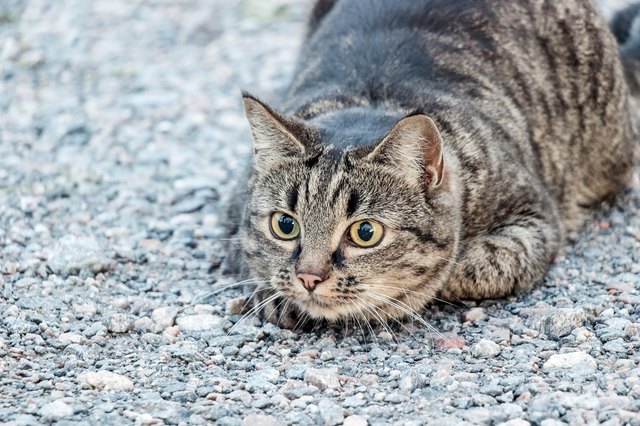 brown cat hunting