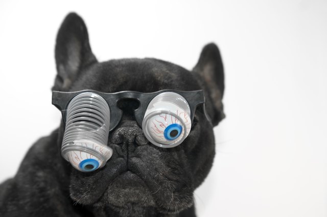 Dog with glasses and bulging eyes