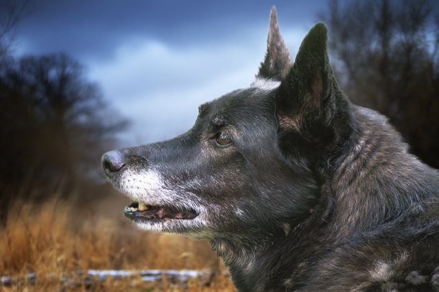 Dog with Hackles Up