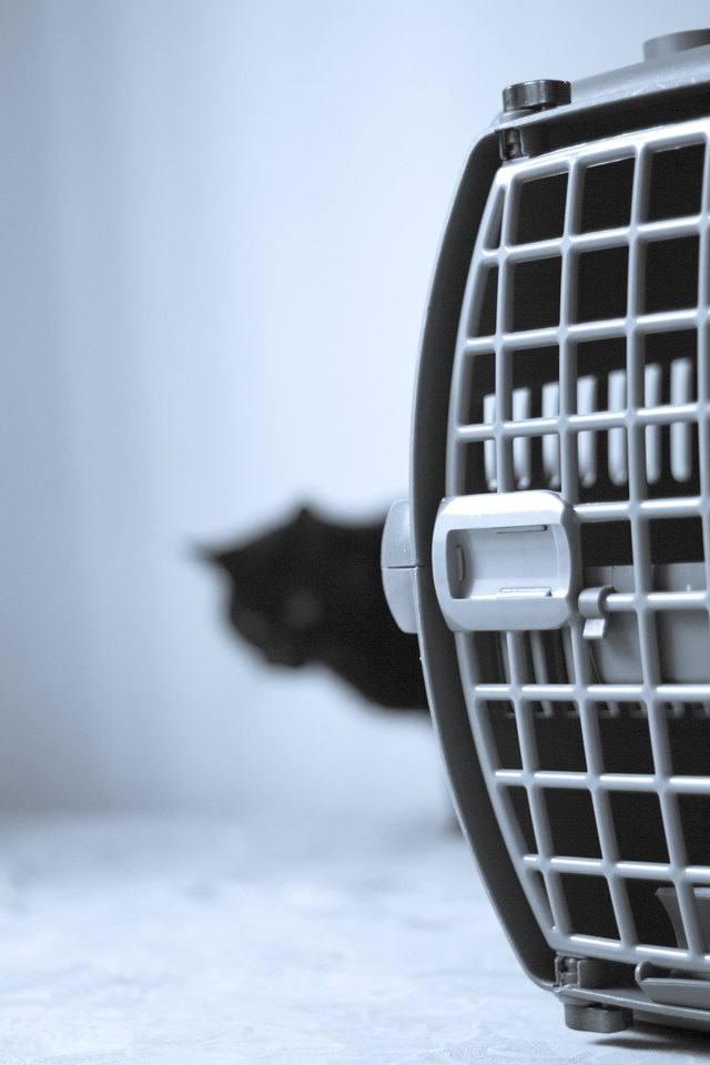 Large pet carrier with black defocused cat