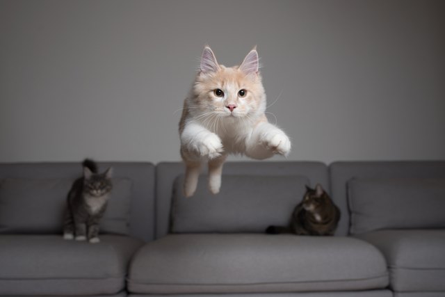jumping cat