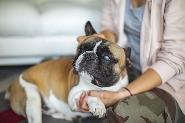 Playful pets