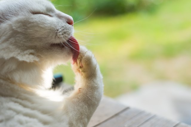 White cat licking paw