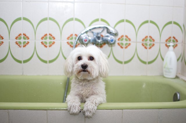 Dog in the bathtub