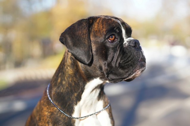 The portrait of a brindle Boxer dog with natural ears and a chain collar posing outdoors in autumn