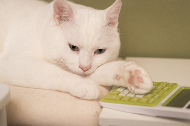 Cat Using a Calculator