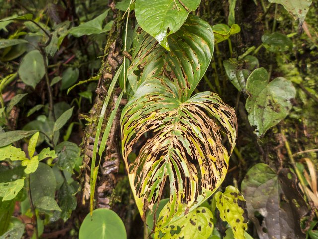 large plant leaves in the rainforest of Costa Rica