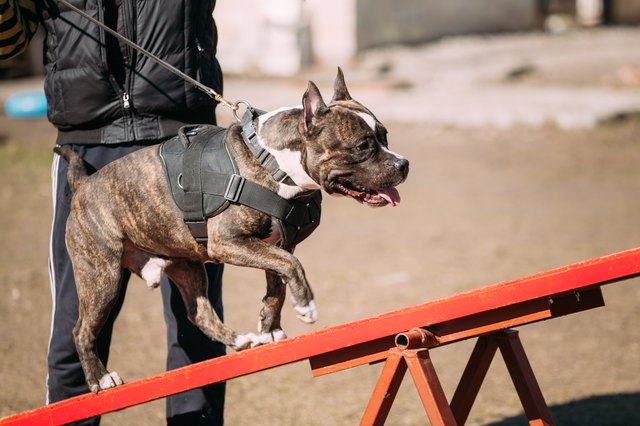 Dog American Staffordshire Terrier On Training Outdoor