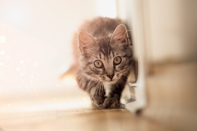 Close-Up Portrait Of Cat Walking On Floor