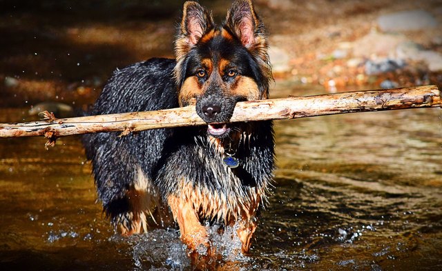 Wet Dog Carrying Stick In Mouth While Running In Lake