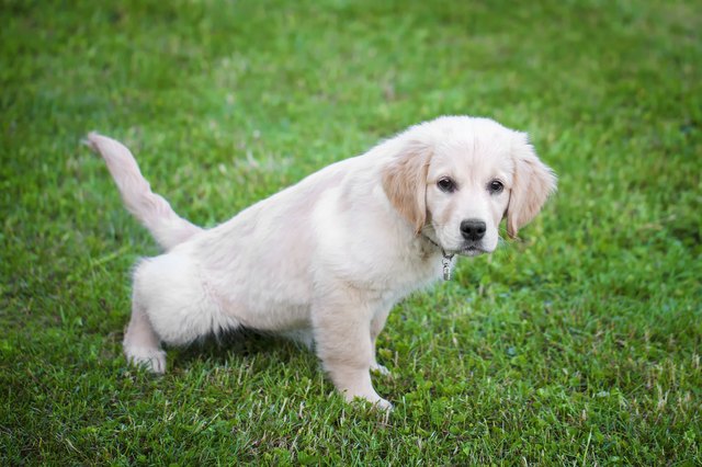 A golden retriever puppy potty training