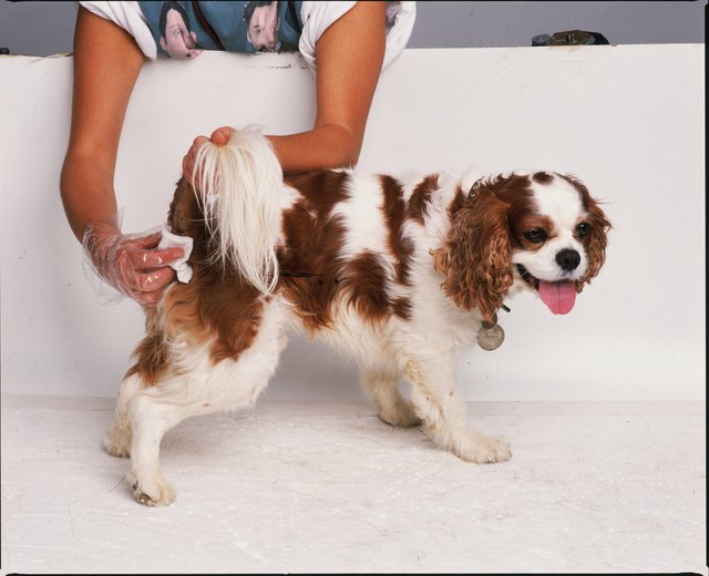 Emptying the Anal Glands of a Dog