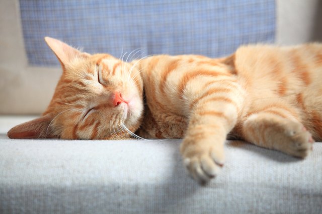Spanish Cat Names 122 Spanish Names For Cats Cuteness