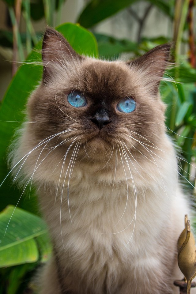 Portrait of a Himalayan cat, Indonesia