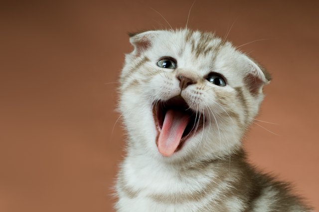 11 Cat Sounds & What They Mean | Cuteness