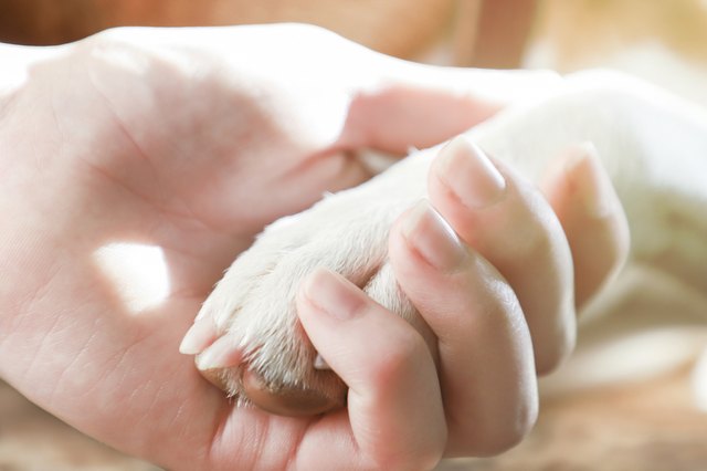 Girl holding paws and dog head, toned.